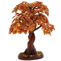 Cây kim tiền hổ phách. Chiều cao 66 cm